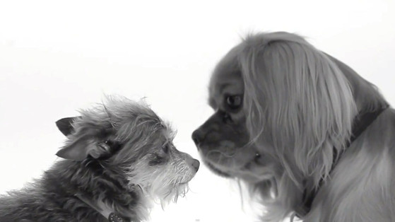 Kissing Dogs Kissing Dogs